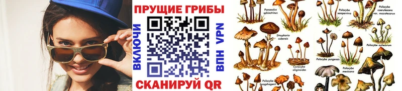 Галлюциногенные грибы Psilocybine cubensis  Рославль 